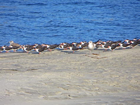 Santa Catalina Island